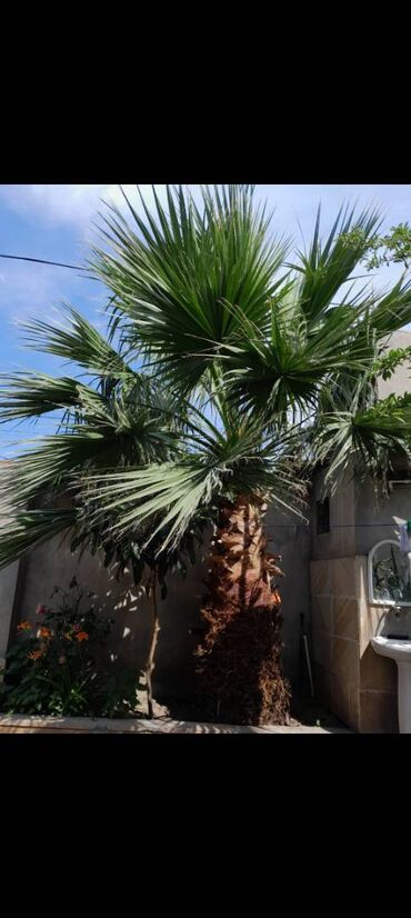 palma ağacı qiyməti: Salam (Waşinqton) palmasi satilir. azn. Real alici olsa endirim