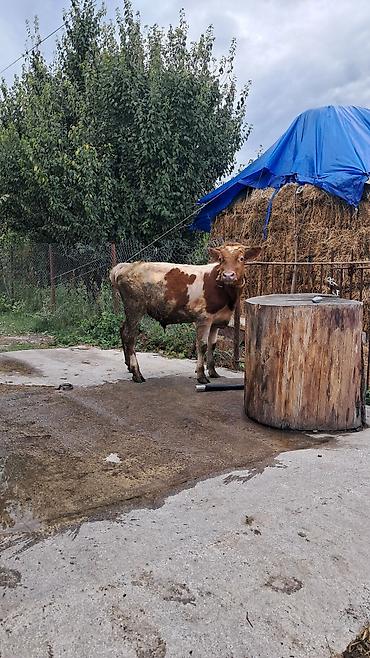 yerli inək: 10 aylıq ik baş erkək danalar satılır hərəsinin diri çəkisi 270kq dı — 4