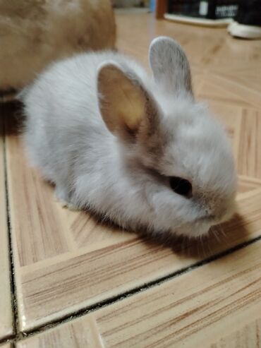 Gəmiricilər: Dekorativ karlik dovşanlar.1 aylıq — 5