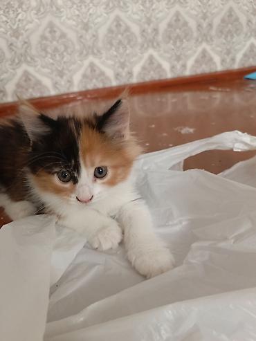 мейн кун кошка цена: Котята домашние, родились 19.06.2026. отец чистокровный Мейкун. Мать — 3
