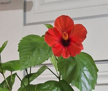 роза гулдор: Продаются китайская роза 🌺 . для квартиры, дома и офиса. Очень
