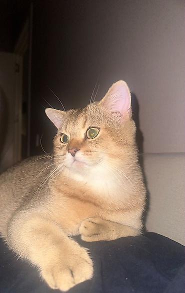 golden chinchilla: Qızıl şinşilla, Erkək, Yaxşı əllərə — 2
