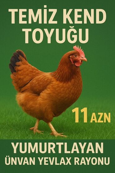 Süd məhsulları və yumurtalar: Yumurtlayan, təmiz kənd toyuğu. Əsasən yumurta istehsalı üçün nəzərdə