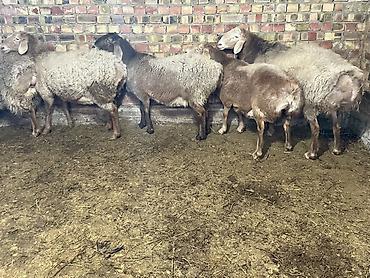 Баран, овца: Продаю | Овца (самка) | Для разведения | Племенные — 2