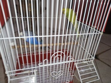 Tutuquşları: Cüt quşlar satılır qəfəslərlə bir yerdə ucuz qiymətə valnistiy — 9