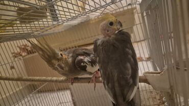 Попугаи: Məhsul: Ev quşları – nimfa (cockatiel) cütü və dalğıç papağanı