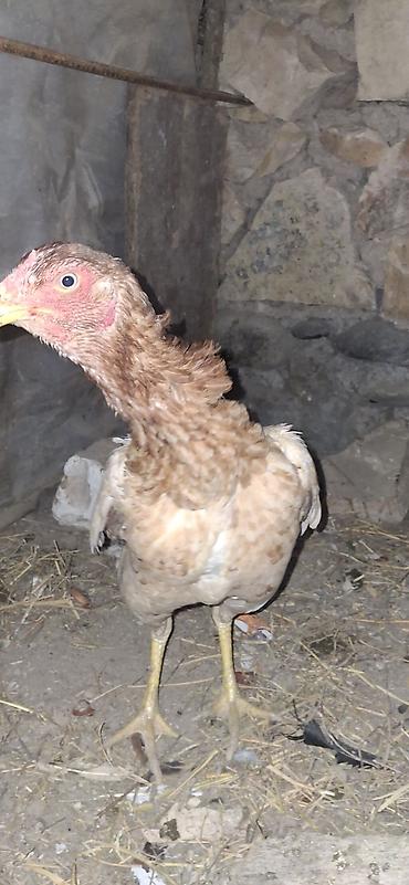 Toyuqlar: Toyuq, Damazlıq — 11