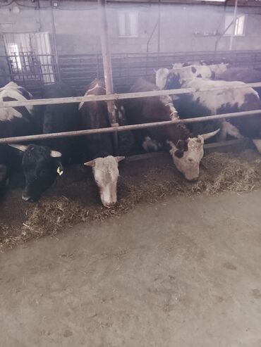 Dana, buzov: Hereford tipli ətlik danalar – fermadan - Şəkildəki bağlamalı fermada — 10