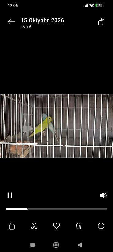 quş yuva: Tutuquşu və qəfəsi ilə iki ədəd tutu quşu dəyişilir barter etdirilir — 4
