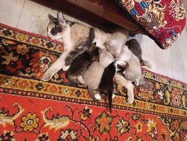 продажа породистых кошек: Котята от домашней кошки - Помёт из нескольких котят, на фото видно