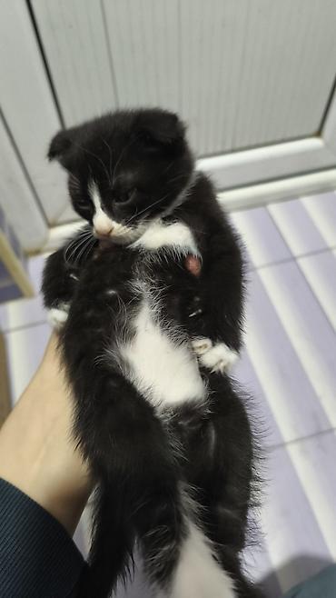 Pişiklər: Yaxşı əllərə — 5