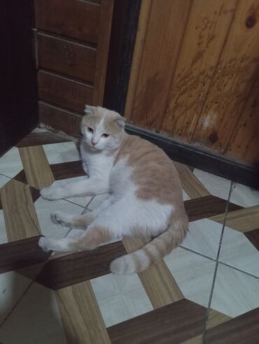 Pişiklər: Şotland yastı qulaq — 3