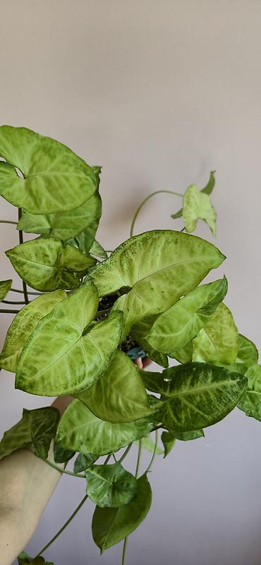 ev gulleri sekilleri: Syngonium. Baxımı rahat ve tez böyüyen bitki. Bazar günü metro üstüne — 4