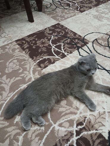 возьму котенка в добрые руки: Шотладская вислоухая, Самец, В добрые руки, Самовывоз