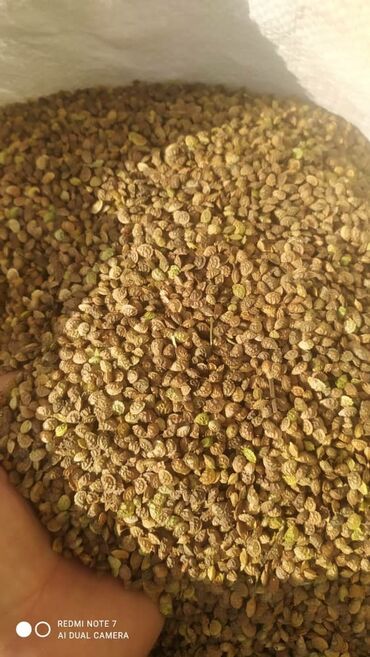 Корма для с/х животных: Эспарцет урук сатылат — 8