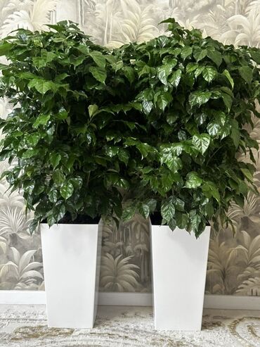 лимон растение: Продаётся кофейное дерево (Coffea Arabica) ☕🌿 📏 Высота: 1 м 35 см 🪴