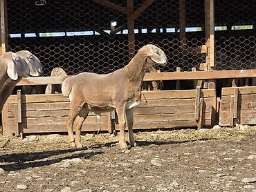 Баран, овца: Продаю | Ягненок, Баран (самец) | Арашан — 5