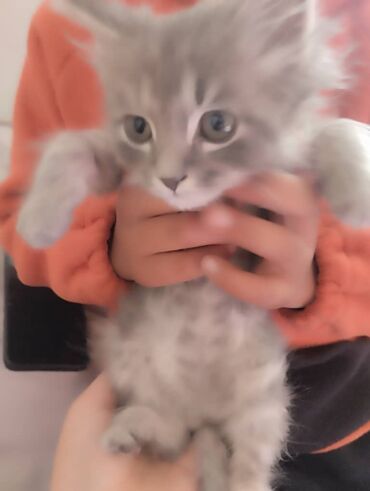 серая кошка: Шатланская прямо ухая кошка 
2 месяца 
серый ласковый мальчик