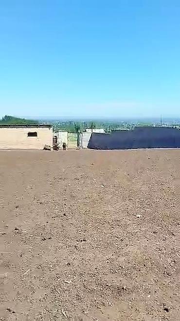 Продажа коттеджей и домов: Продаю дом+кошару в совхозе Ала-Тоо у подножия горы, есть условия для — 22