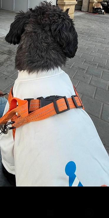 xaltalar: 1 yaş 7 aylıq Maltipoo cinsi cütləşdirmək üçün dişi axtarılır hər şeyi — 3
