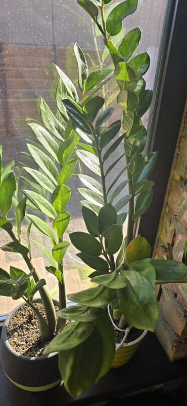 сколько стоит аквариум: Замиокулькась . по 1000. здоровый .домашний