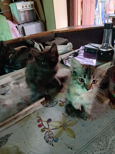уй сатып алам ош: Породасыз, 2 айлык, Ургаачы