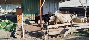 бука нарын: 1жаш 3айлык бука сатылат