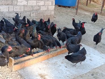 Toyuqlar: Təzə Alman Avstralorp Yumurtaları – Cavan və Sağlam! Yumurtalar -da lalafo.az — 11 Toyuqlar: Təzə Alman Avstralorp Yumurtaları – Cavan və Sağlam! Yumurtalar — 11