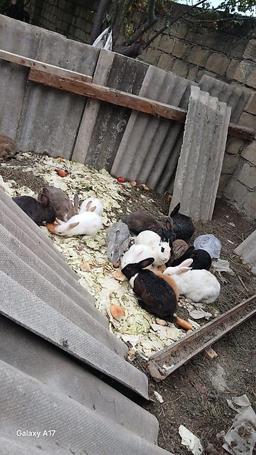 oranda balığı: Satılır real alıcı ilə razılaşmaq olar hamsi satılır ! — 9