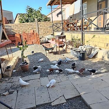 goyercin type 1: Quşlar tərgidilir içlərində uçnları da var dekorda var 30 a yaxın — 1