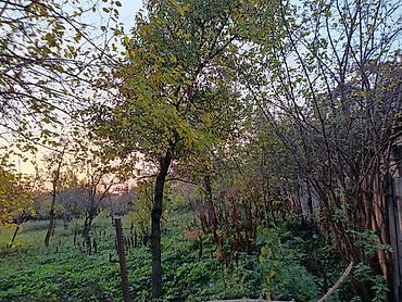 xirdalan kiraye: 13 sot, Tikinti, Mülkiyyətçi, Kupça (Çıxarış) — 1