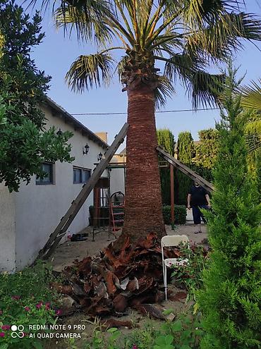 orxideya gulunun qiyməti: 🌴 Palma ağaclarının peşəkar təmizlənməsi və formaya salınması! 🌴 ✔ — 1