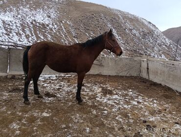 продаю баран сокулук: Айгыр сатылат, жазга 4 асый буту колу таза уйуру бар