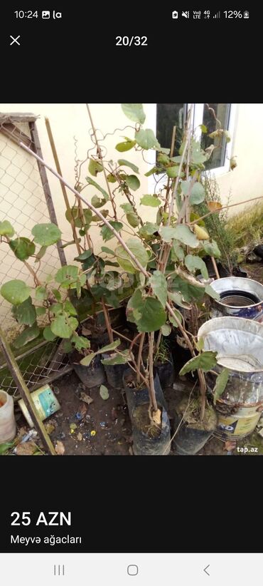 Tinglər: Müxtəlif dekorativ və meyvə ağaclarının tingləri. • Xurma-narıngi — 20