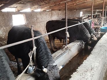 баран кара балта: Продаю | Корова (самка), Бык (самец), Тёлка — 3
