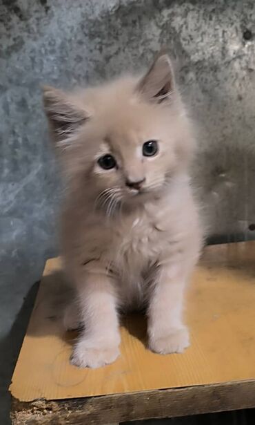 шотландская вислоухая кошка цена: Мейн-Куны ❤️ Продаются чистокровные котики Мейн-Куна.В очень красивом