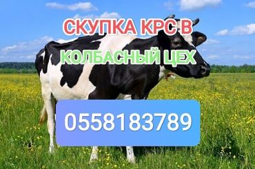 куплю быков село константиновке: Куплю | Коровы, быки, Лошади, кони | Круглосуточно, Любое состояние, Забитый