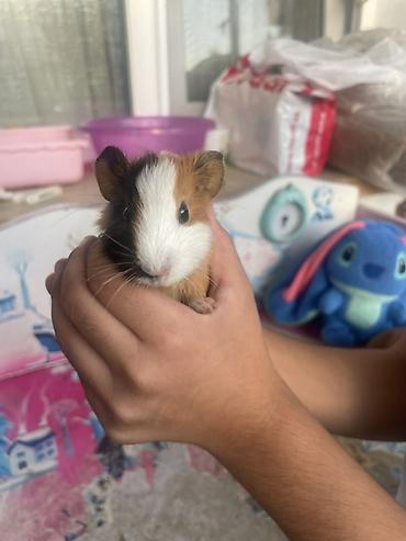deniz donuzcugu: Deniz donuzcugu ( morskaya svinka) (guinea pig) - Növ: Kobay (guinea — 9