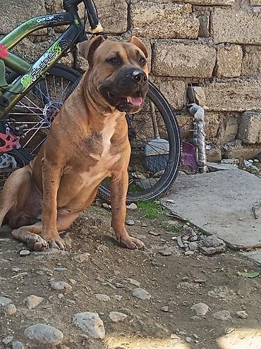 İtlər: Pitbul, 1 ay, Erkək, Ödənişli çatdırılma — 7