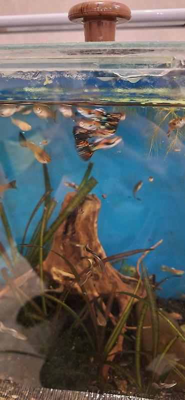 akvarium balıqları: Quppi, Sülhsevər, Ünvandan götürmə — 1