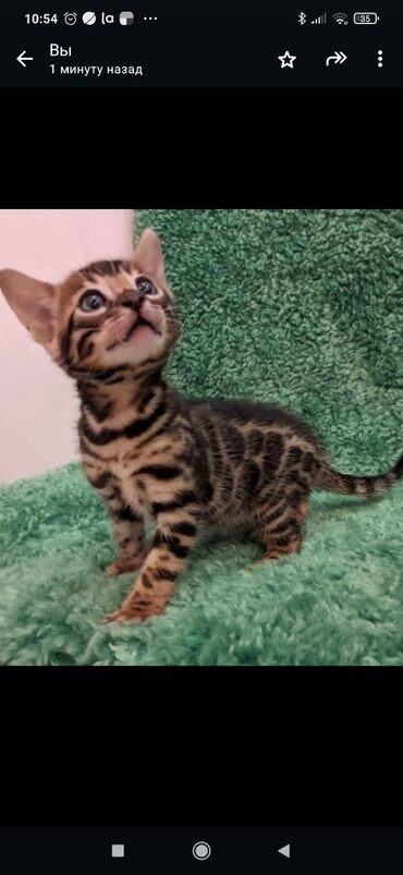 Продажа кошек: Друзья. !!!.в питомнике Бен Гла Мур. долгожданные новые детки — 10