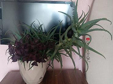 bezek bitkileri: Aloe vera və bənövşəyi oxalis (Oxalis triangularis) birgə əkilmiş — 1