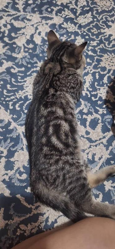 Отдам даром кошку: Отдам в хорошие руки кошечек. порода британки. им 4 месяца. к лотку — 1