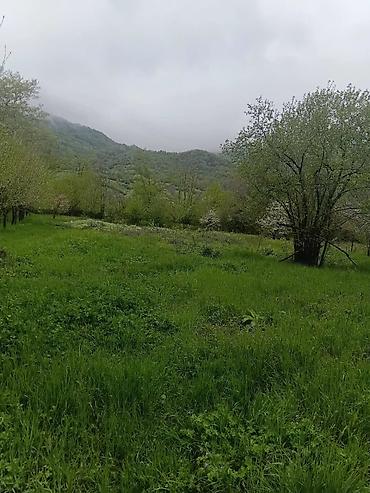 hovsanda torpaq satilir 2025: 10 sot, Kənd təsərrüfatı, Kupça (Çıxarış) — 4