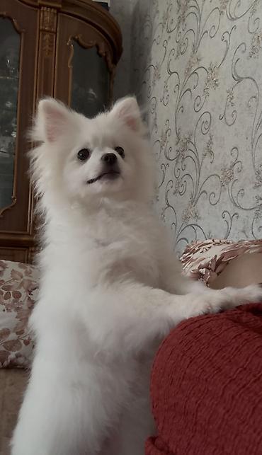 pomeranian: Şpitz, 7 ay, Dişi, Peyvəndli — 6