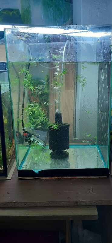 растения для аквариума: Аквариум 45х31х31 с компрессором и обогреватель, немного растений и