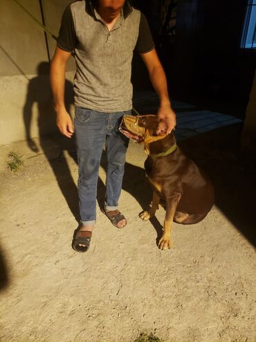 pitbul itlər: Doberman, 1 il, Erkek