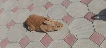 Dovşanlar: İri sort dovşanlar satilir! orta çəkili dovşanlar 15 azn, ağir çəkili -da lalafo.az — 15 Dovşanlar: İri sort dovşanlar satilir! orta çəkili dovşanlar 15 azn, ağir çəkili — 15