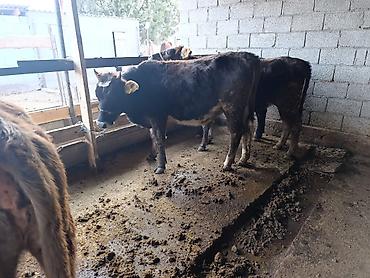 Коровы, быки: Продаю | Бык (самец) | Герефорд | На откорм | Привязанные — 25