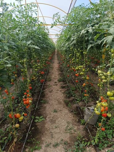 Теплицы: Теплица, предназначенная для выращивания различных — 6